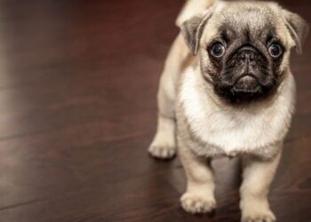 Especialista fala sobre a importância das brincadeiras com os pets