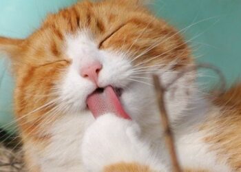 Dicas para distrair os pets em casa com brinquedos reciclados