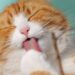 Dicas para distrair os pets em casa com brinquedos reciclados