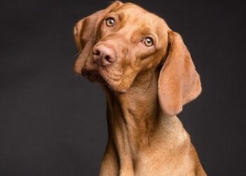 Produtos para cuidar dos pets durante o verão