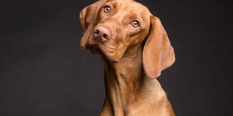 Produtos para cuidar dos pets durante o verão