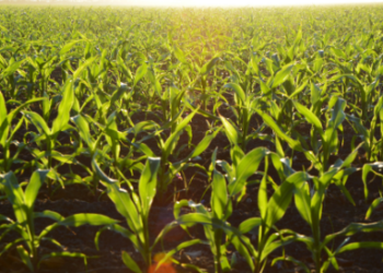 21º Congresso Brasileiro do Agronegócio reunirá especialistas para tratar do tema Integrar para Fortalecer