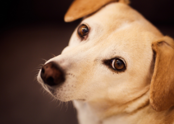Pets: seu cachorro come o próprio cocô? Saiba o que pode ser e como evitar